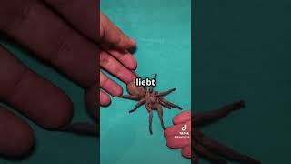 Die größten Spinnen der Welt 🕷️🕸️ [upl. by Wolcott]