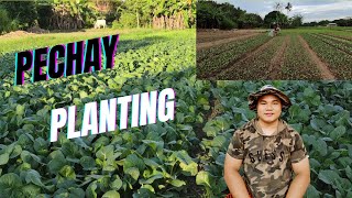 Massive Pechay Planting in Pangasinan [upl. by Nemra]