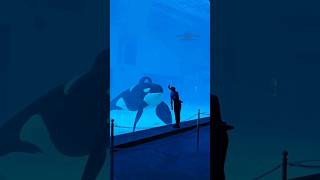 Criminal of the ocean The orca  killerwhales ocean [upl. by Liatrice813]