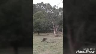 Picnic at Cranbourne Royal Botanical Garden [upl. by Jaylene]