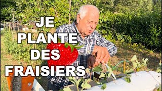 MA MEILLEURE ASTUCE POUR PLANTER DES FRAISIERS 🍓 [upl. by Apthorp]