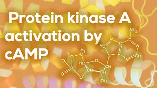 Protein kinase A activation by cAMP [upl. by Akinor]