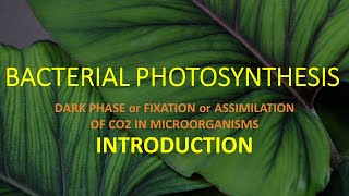 BACTERIAL PHOTOSYNTHESIS II DARK PHASE  FIXATION OF CO2 II INTRODUCTION [upl. by Alain]