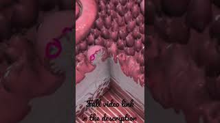 Tongue  Fungiform amp Foliate papillae Anatomy mbbs education [upl. by Rupert]