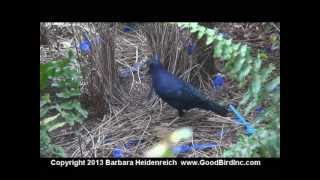 Satin Bower Bird  Training Potential [upl. by Linskey202]