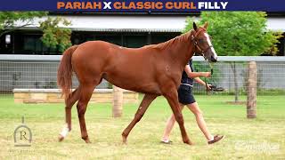 Mailbag Bloodstock  Lot 1059 Pariah x Classic Curl Filly [upl. by Bret]