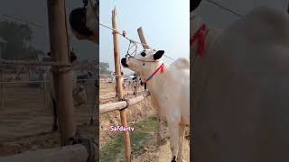 Gondal Mandi Latest Update 2024super animalirfansafdar6502safdartvFatahjange 2025 Collection [upl. by Yreffeg]