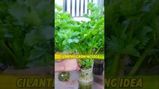 Cilantro Growing Idea in your Kitchen Room প্লাস্টিকের বোতলে ধনিয়া পাতা বৃদ্ধি shots cilantro [upl. by Llenet]