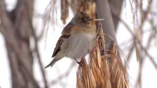 Brambling  Юрок  Fringilla montifringilla [upl. by Marek30]