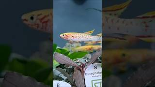 Gardneri Killifish shorts aquariumhobby fishkeeping [upl. by Awram]