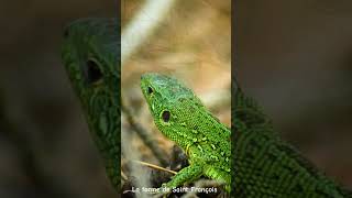 Lézard Vert SuperHéros du Potager reptiles lizard potager jardin garden biodiversity nature [upl. by Oigile]