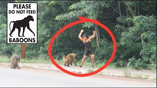 Hungry baboons attack clueless tourist  backpacking pt 2 [upl. by Clint]