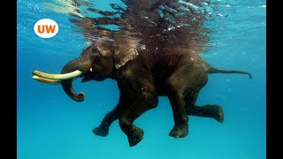 How elephants swim underwater [upl. by Evelinn]