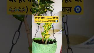 Secret of my beautiful Croton plant crotonplantcare homemadefertilizer shorts gardentoaangan [upl. by Nahshun]