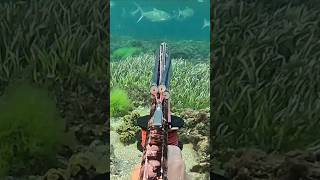 Spearing a bar of silver spearfishing milkfish bali [upl. by Yrailih]