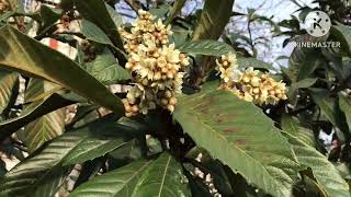 Loquats flowering in Central London on Sunday 28th January [upl. by Kain226]