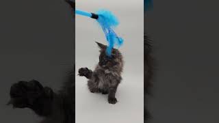 Oberon European Maine Coon black smoke available for adoption  Purebred Kitties Purebred Kitties [upl. by Salchunas]