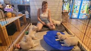 goldenretrieverpuppies play on a saucer [upl. by Kotta]