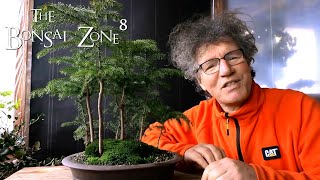 My Norfolk Island Pine Forest The Bonsai Zone Jan 2021 [upl. by Kissee]