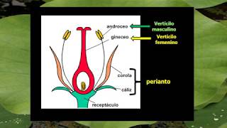 BOTÁNICA Unidad 4 Flor Estructura 1° de 5 vídeos [upl. by Sieber]