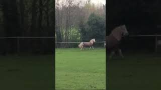 Dressage pony 😂😂 [upl. by Gowrie]