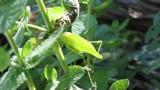 Katydid SongOblong Winged Katydid [upl. by Evetta]