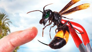 STUNG by a Killer Hornet [upl. by Tongue]