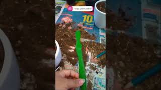 Growing Cactus from Cuttings A Step by Step Guide [upl. by Cirilo]