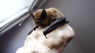 Common Pipistrelle [upl. by Humfrid]