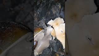 Snail Eating the Mushroom at Midnightanimals shortvideo [upl. by Knudson]