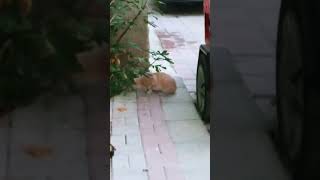 Osuran kedi edit cats cat animation kahve brawlstars funny cute memes [upl. by Reba]