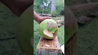 split one hundred forty five green coconut [upl. by Devaj]