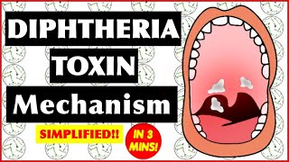 Diphtheria Toxin Mechanism of Action [upl. by Edualcnaej]