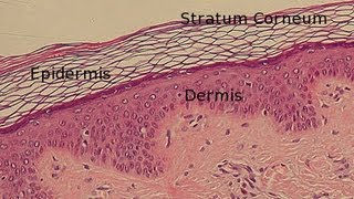 Layers of the Epidermis [upl. by Aihseyn]