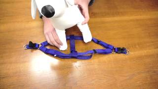 PetChampion  Step in Harness How To [upl. by Ansilma]