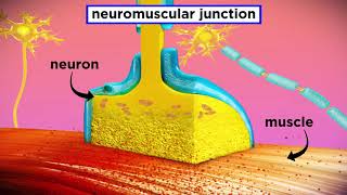 The Mechanism of Muscle Contraction Sarcomeres Action Potential and the Neuromuscular Junction [upl. by Aretta653]