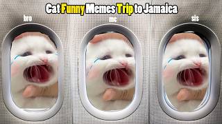 Cat Funny Memes Trip to Jamaica [upl. by Fleeta]