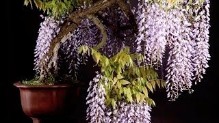 Wisteria Bonsai tree [upl. by Herrod]