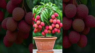 🌿The Absolute Best Way to Grow Your Litchi Tree at Home litchi gardening [upl. by Keisling537]