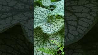 Brunnera macrophylla Alexanders Great shorts [upl. by Hindu195]