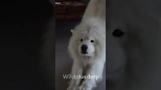 quotFluffy charm with a smile that shines bright Meet the Samoyed 🐾❄️quot viral puppy share pets [upl. by Airreis]