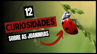 12 Curiosidades sobre as JOANINHAS [upl. by Littell]