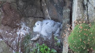 Flumplings losing their fluff  Fulmar chicks are growing up fast on Rathlin Island [upl. by Tenahs]