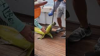 EPIC mahimahi catch in Quepos costarica [upl. by Ihcekn]