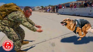 REENCUENTROS ENTRE PERROS Y HUMANOS QUE TE ALEGRARAN MUCHO EL CORAZON ❤️ [upl. by Bohs141]