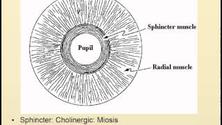 Autonomics and the pupil [upl. by Jola]