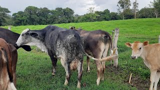 Comprei mais uma vaca muito boa hoje e o preço vai te surpreender  Quanto paguei [upl. by Bathsheeb]