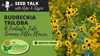 Seed Talk 51  Rudbeckia Triloba  A Fantastic Late Summer Filler Flower [upl. by Einreb]