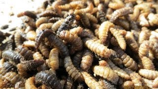 BSF larvae transfer from the pupation bin [upl. by Gereld865]