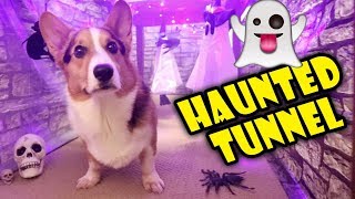 Building a CORGI Sized Haunted House 🐾👻 🎃 Life After College Ep 614 [upl. by Eihtak]